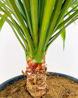 Yucca Palm online India, Unlimited Greens