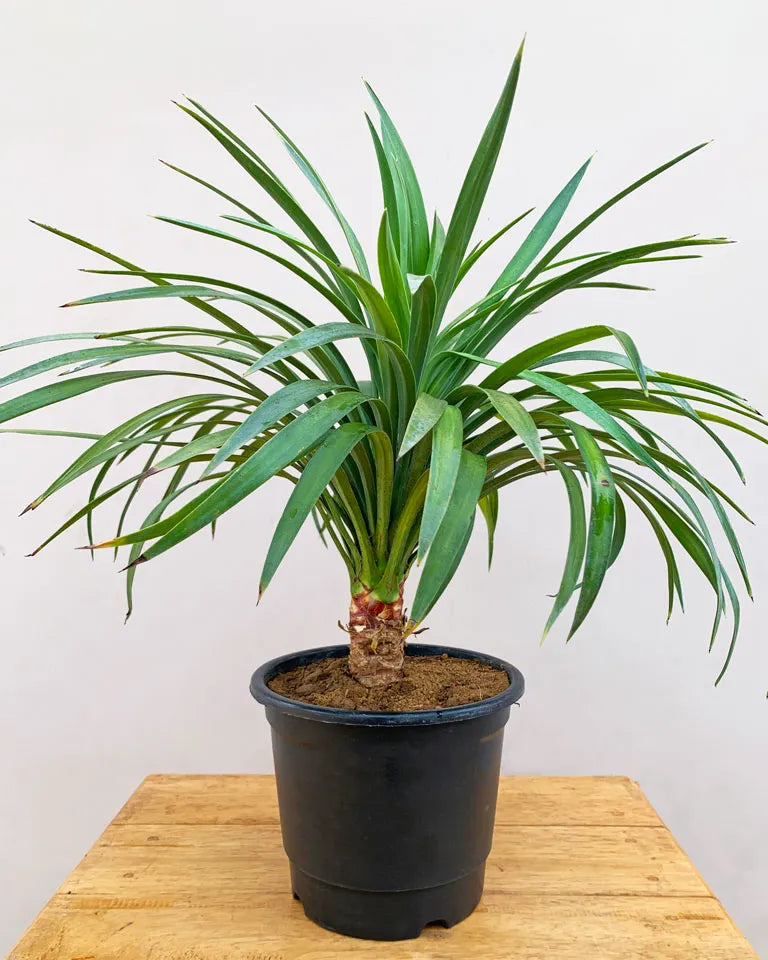 Yucca Glauca Online, Unlimited Greens