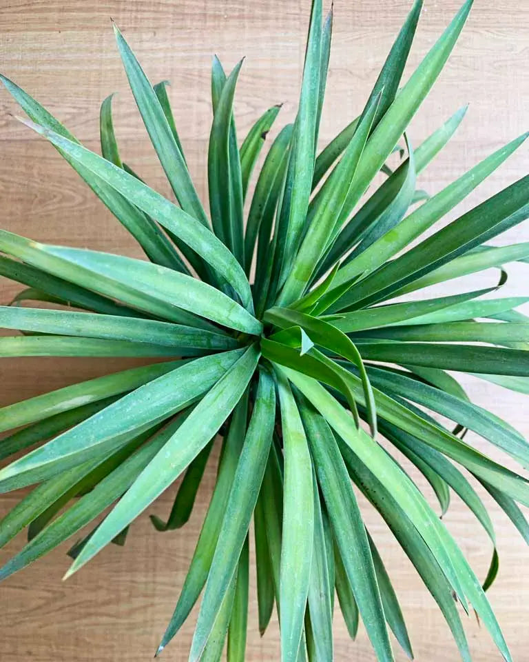 Yucca Glauca buy online, Unlimited Greens