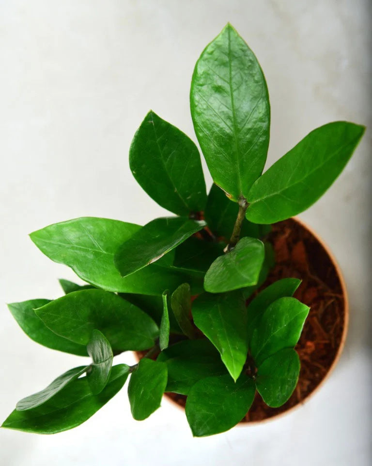 zz plant online india Buy Zamioculcas (ZZ Plant)
