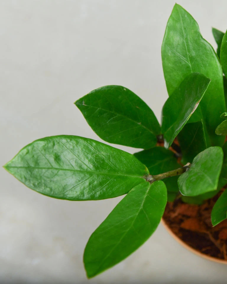 Buy Zz plant varieties Online - Unlimited Greens