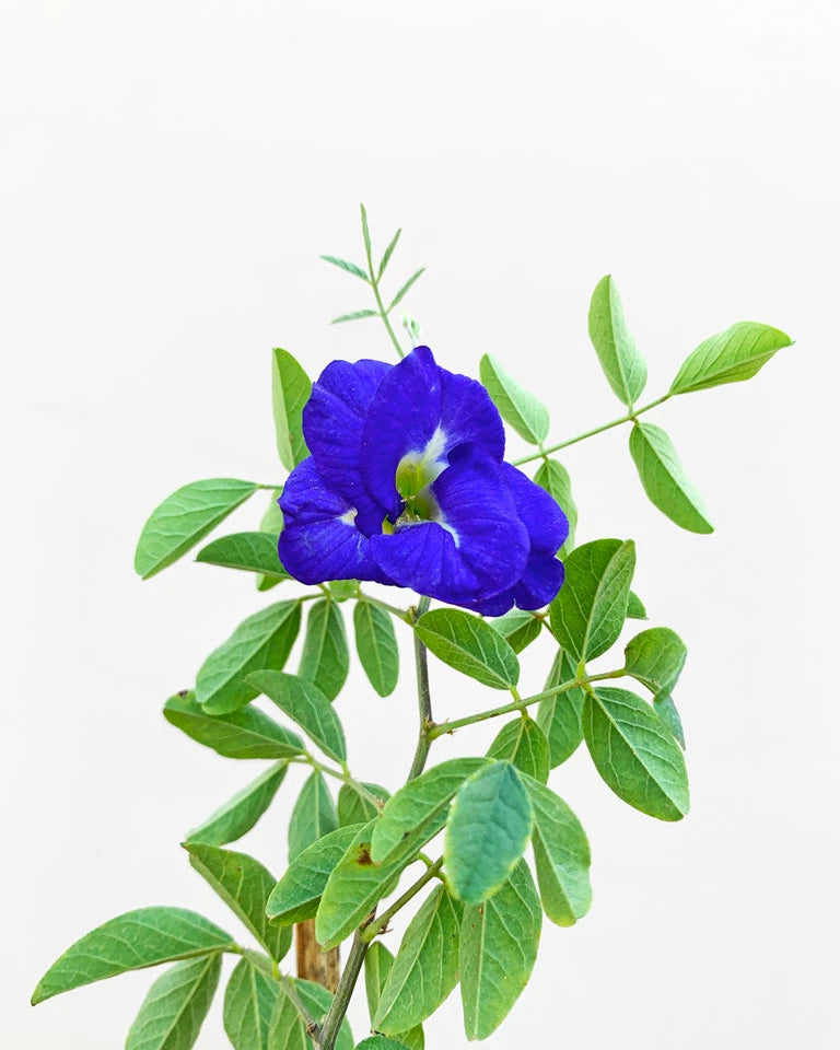 Aparajita plant online, Unlimited Greens
