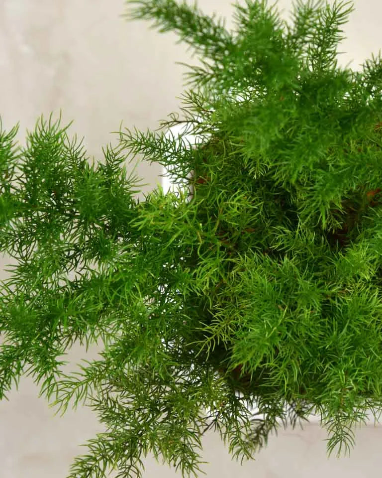 Asparagus Dwarf Plant