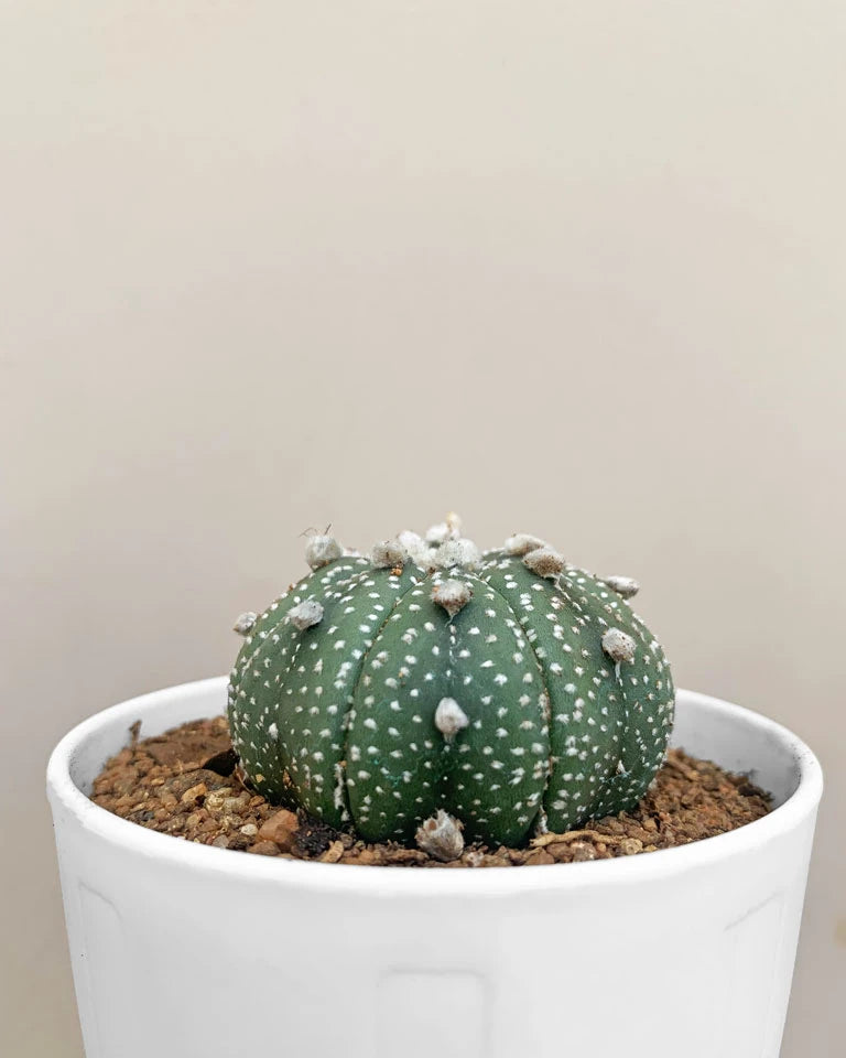 Astrophytum Asterias Cactus
