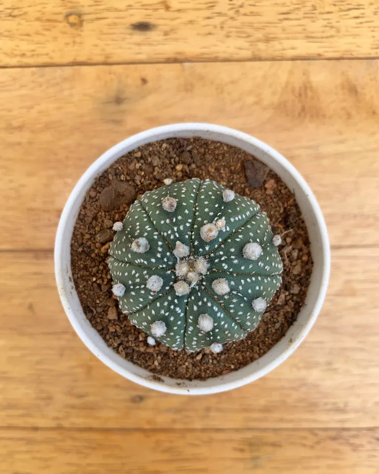 Astrophytum Asterias Cactus