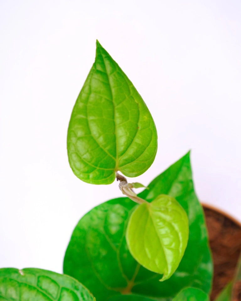 Paan plant care, Unlimited Greens