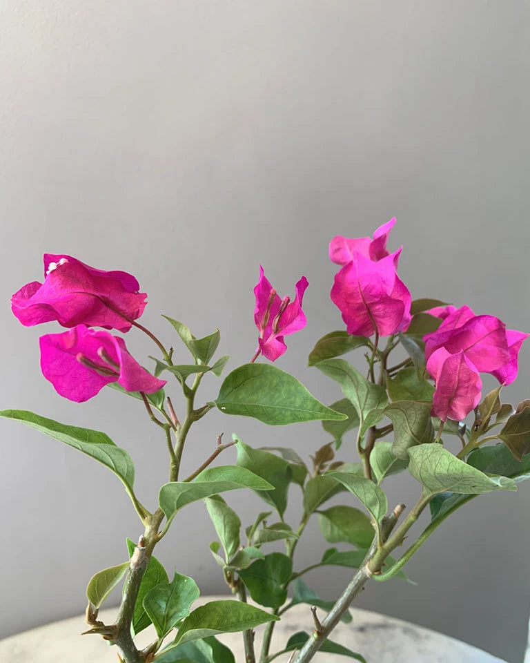 Bougainvelia , Unlimited Greens