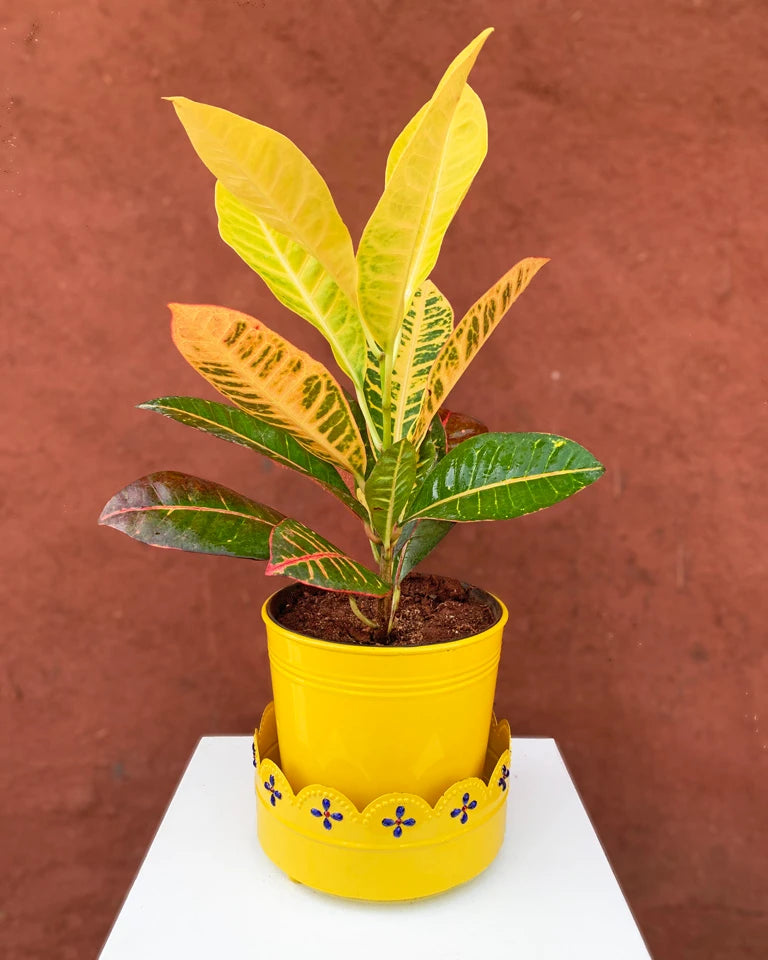 Yellow embellished pots for sale, Unlimited Greens