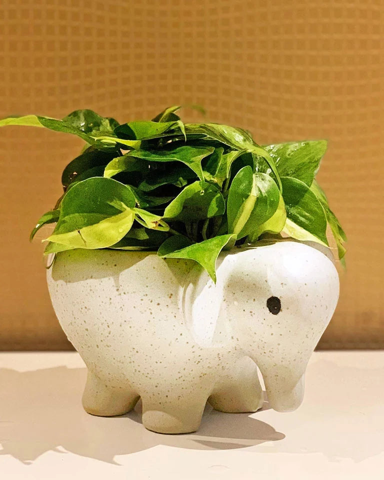 Elephant shape pot online - Unlimited Greens