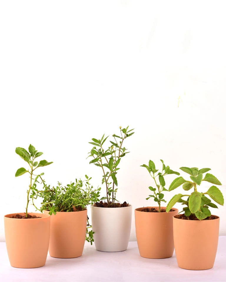 5 Herbs Plants Combo