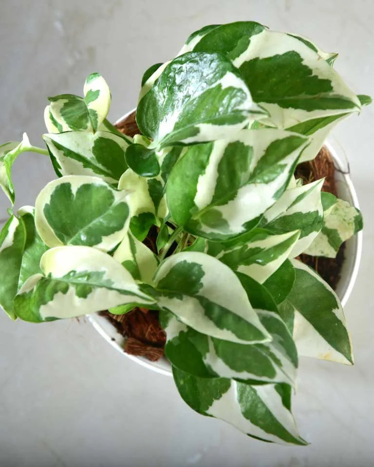 variegated money plant care, Unlimited Greens