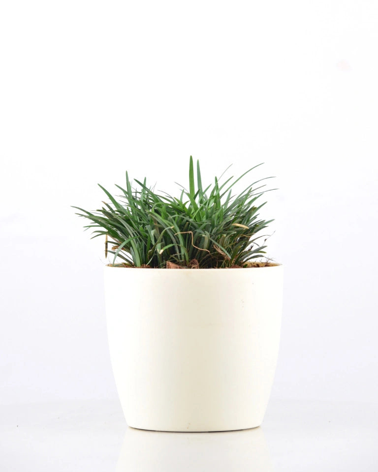 Ophiopogon Plant online - Unlimited Greens