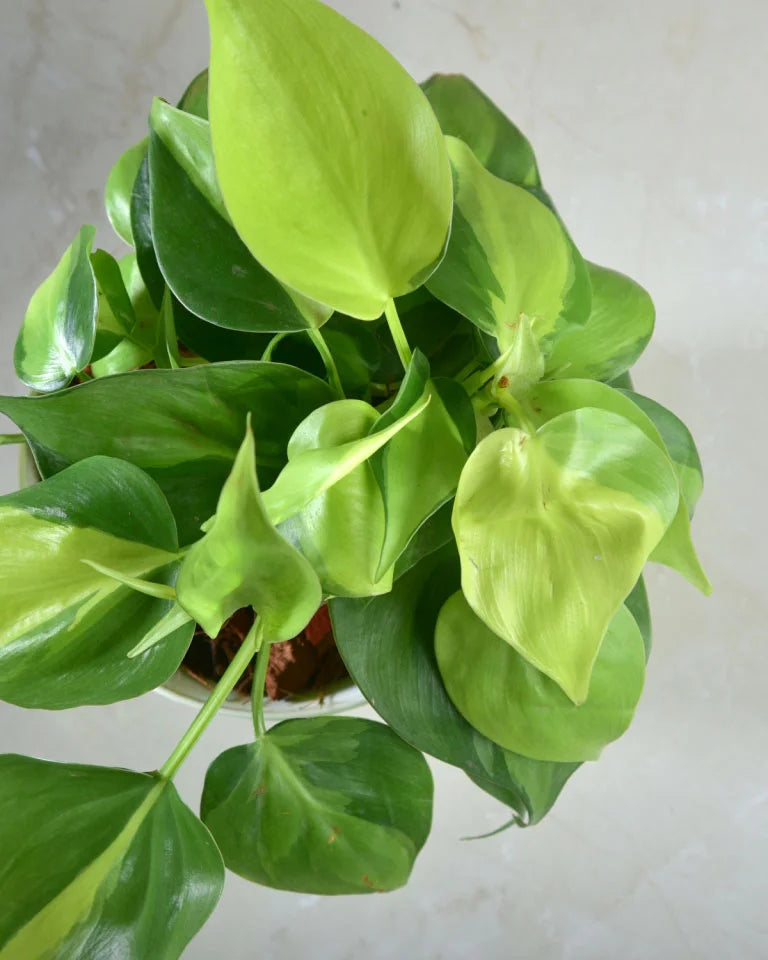 Oxycardium plant online, Unlimited Greens