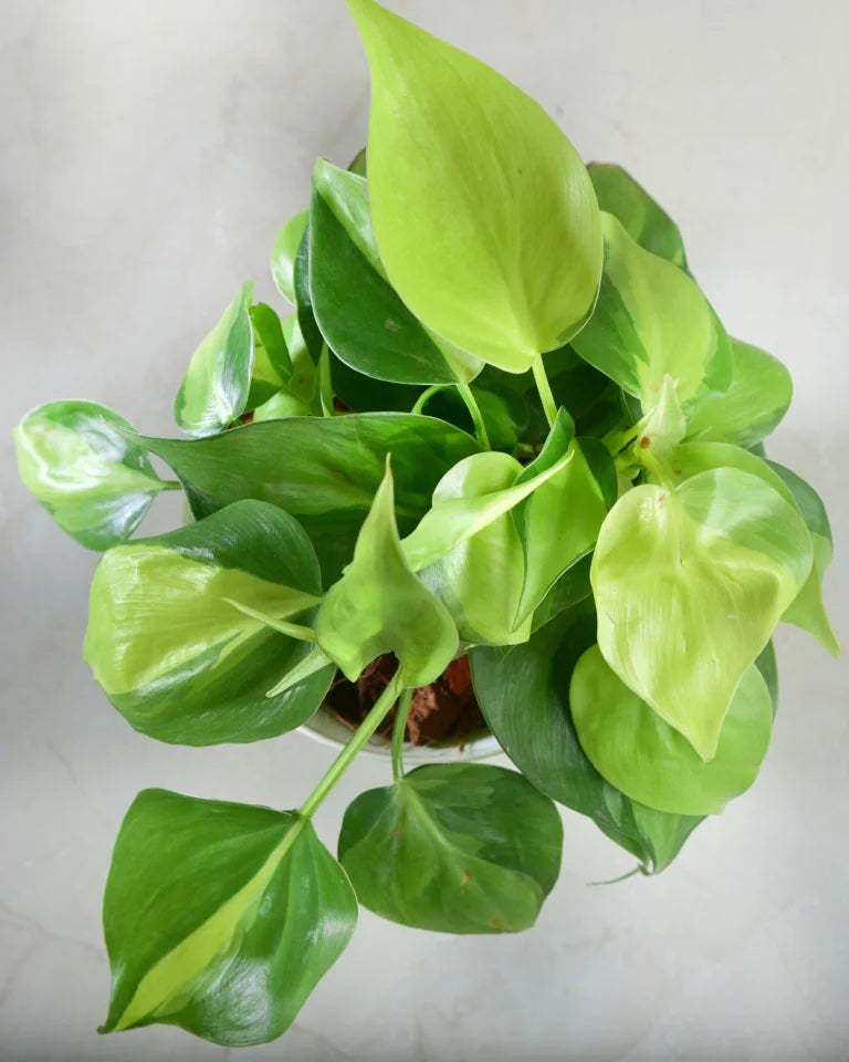 Philodendron Oxycardium Golden Plant, Unlimited Greens