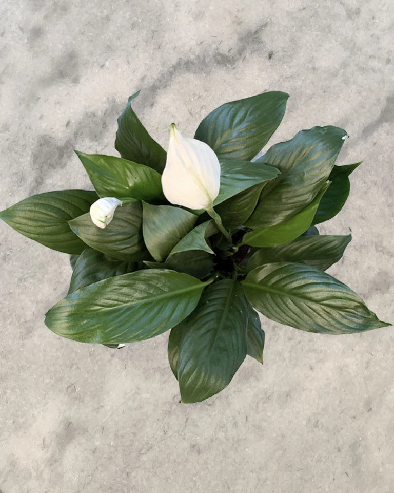 Peace lily price in India - Unlimited Greens