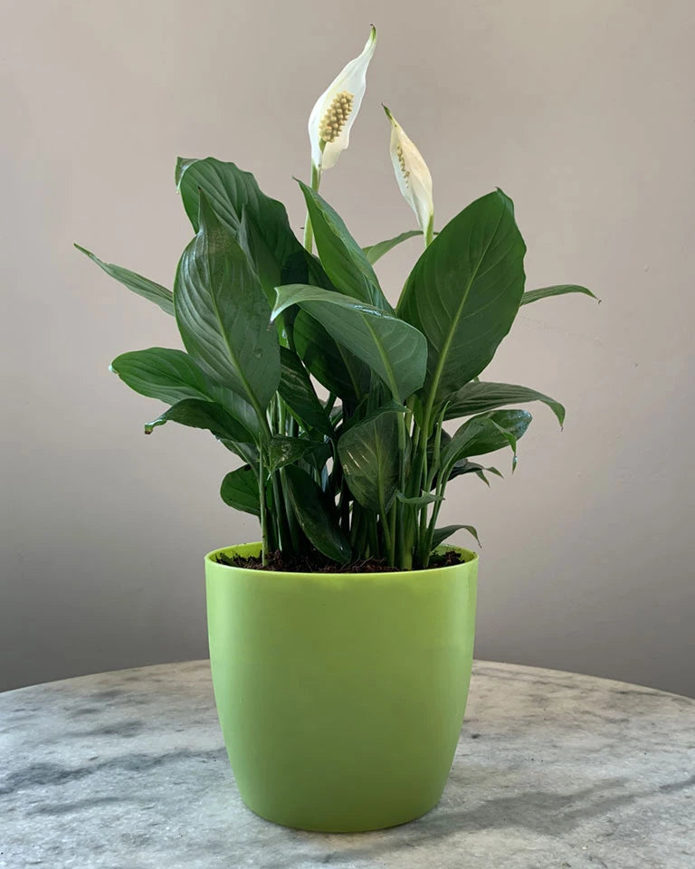 Peace Lily Plant (Spathiphyllum)